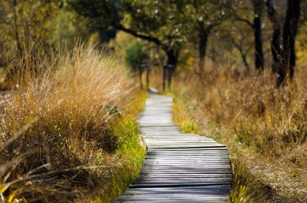Wooden path in woodland