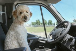 Taking Your Dog on a Motorhome Holiday