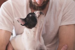 Taking Your Dog on a Caravan Holiday
